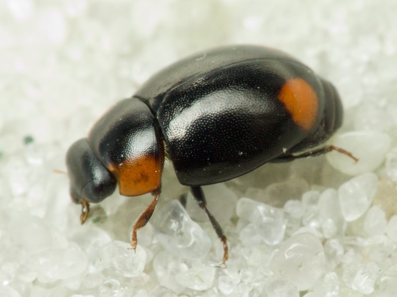 Hyperaspis reppensis (Herbst, 1783)